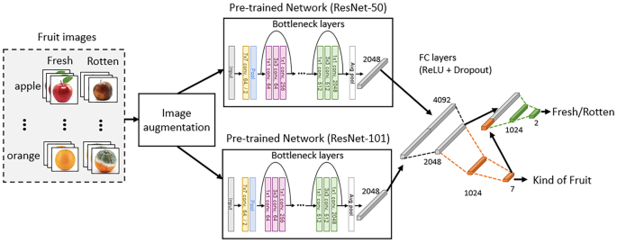 Multi-task ResNet-50 and ResNet-101 ensemble classifying both fruit type and fresh-versus-rotten condition